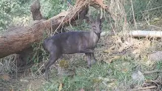 CHOUSINGHA, GUWAHATI ZOO, ASSAM