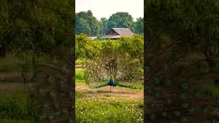 Peacock #peacock #birds #ytshorts #youtubeshorts #facts #factsinhindi