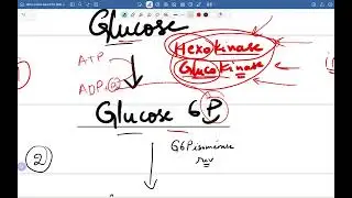 Glycolyse
