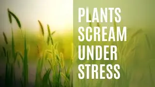 Plants Scream when Stressed