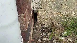 How the Camel Crickets are Infesting This Home