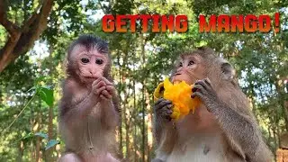 Monkey Love Mangoes! #monkey