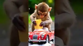 Monkeys Unite &ndash; Ultimate Cuteness! #AnimalBuddies #CuteCombo