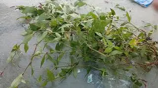 Front Yard First Aid - Smartweed - Powerful Antioxidants - Healing Herb - Nature Anti-inflammatory
