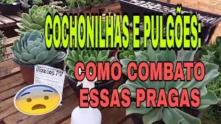 Cochonilhas e Pulgões - Como combato essas praguinhas