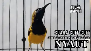 burung sogon GACOR - Ampuh buat PANCINGAN  sogon bahan biar cepat gacor ngleper !! Langsung NYAUT