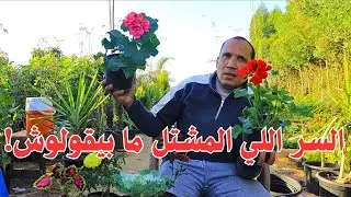 شتلتك بتموت؟ السبب مش في الزراعة! ❌تعلم تختار الشتلة الصح من المشتل