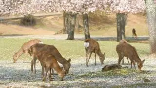 Visiting Nara Park in Japan | Sakura Season with the Famous Deer #travel  #narapark