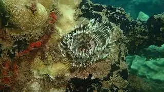 Feather duster worm feeding