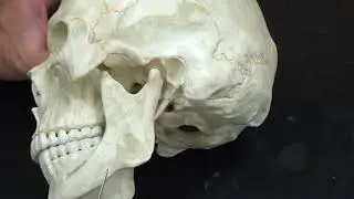 human skull bones explained
