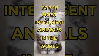 Top 10 most Intelligent Animals in the World 🔥#shortsfeed #top10#shorts #facts #animals #viralshorts