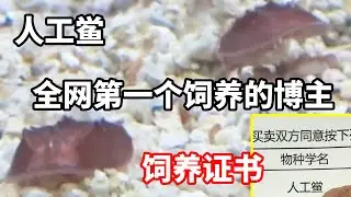 我应该是全网第一个养这种动物的博主！ #诺亚方缸 #海洋生物 #私人海洋