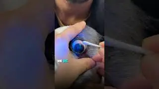 Indolent corneal ulcer - The Eye Vet