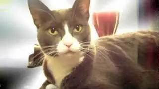 Meet the Hood Family Felines (the NW7US cats)