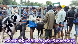 Harapanahalli sheep and goats market update Every monday morning bazar Karnataka India