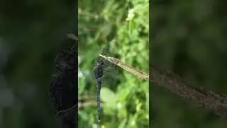 Dragonfly has spotted #dragonfly #nature #green