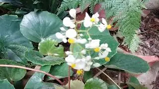 Begonia convolvulacea,ബെഗോണിയ കൺവോൾവൂലേഷ്യ,बेगोनिया कनवोलुलेसिया,ベゴニアヒルガ,秋海棠,بولونیا کنوولولاس