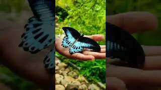 Beautiful Blue Butterfly #butterfly #blue💙 #colorfulbutterflies