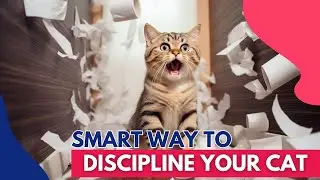 How to Discipline Your Cat the Right Way (Genius Tricks No One Will Tell You)