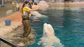 beluga and zookeeper chorus / delphinapterus leucas
