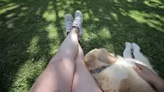 Dog friendly holidays UK - Swansea Bay