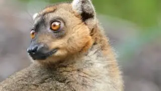 Hybrid-Lemur close-up