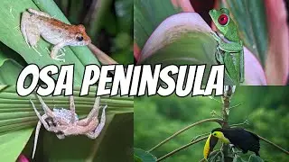 Osa Peninsula | Herping Costa Rica