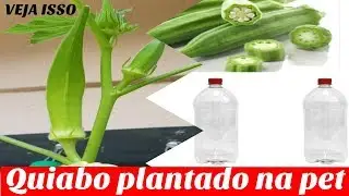 Quiabo plantado na pet sera que &eacute; possivel!!!
