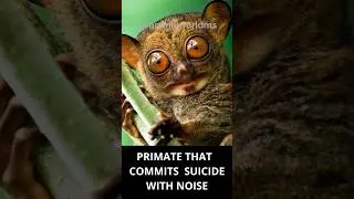 Primate that commits suicide with noise