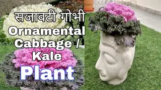 Ornamental Cabbage / Kale plant winter and summer care | All about kale Plant केल को कैसे लगाऐं