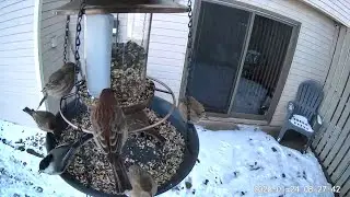 2026/01/24 - House Finches, White-breasted Nuthatches, and Black-capped Chickadees on a cold morning