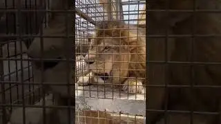 Prinzmarcus showing his bored lion