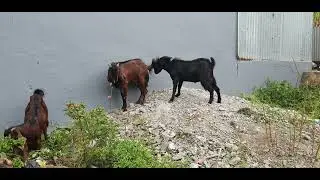 Goat fight fun