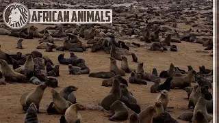 A huge seal colony in Namibia