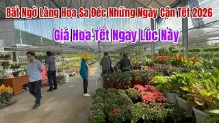 Bất Ngờ Giá Hoa Tết Du Khách Mua Hoa Tại Làng Hoa Sa Đéc 