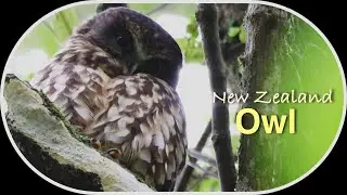 The Morepork or Ruru Owl. Background Morepork Call and Tui Birdsong