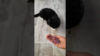 Reverse Cat ASMR ✨😻 | Oddly Satisfying Video #shorts #asmrshorts