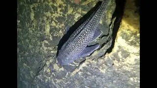 American eel found freediving a cave in Florida