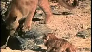Two Wolf Fight a Big Cat But no Defeats - It's Amazing