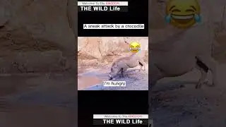 Wildlife Struggle for Existence #Shorts