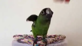 ズアカハネナガインコ
