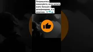 Тиликум косатка, печально известный кит, который убил дрессировщика! 🐬🐳