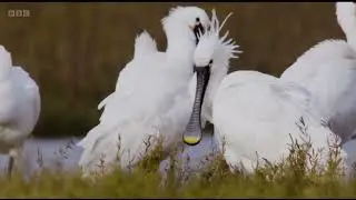 RSPB Arne in Winter | Winterwatch 2025