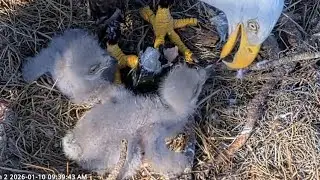Eaglets gets whole fish in breakfast | NEFL Bald Eagle | Jan 10, 2026