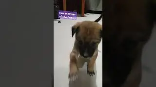 family welcomes new member of the family #cute #puppy