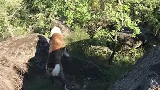 La caza y las cabras no son compatibles.