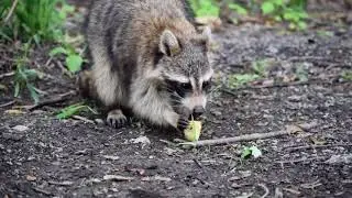 Comida favorita de mapache