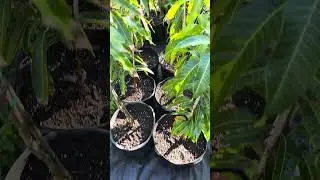 Florida Cold Snap| Mini Tour| Mango Update