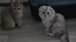 Грейси и Гуфик скучают за Элей и Златой? 😊 