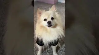 My dog ​​can fly 🕊️ lol #shorts #trending #idol #viral #fyp #trend #funny #dog #pets #pet